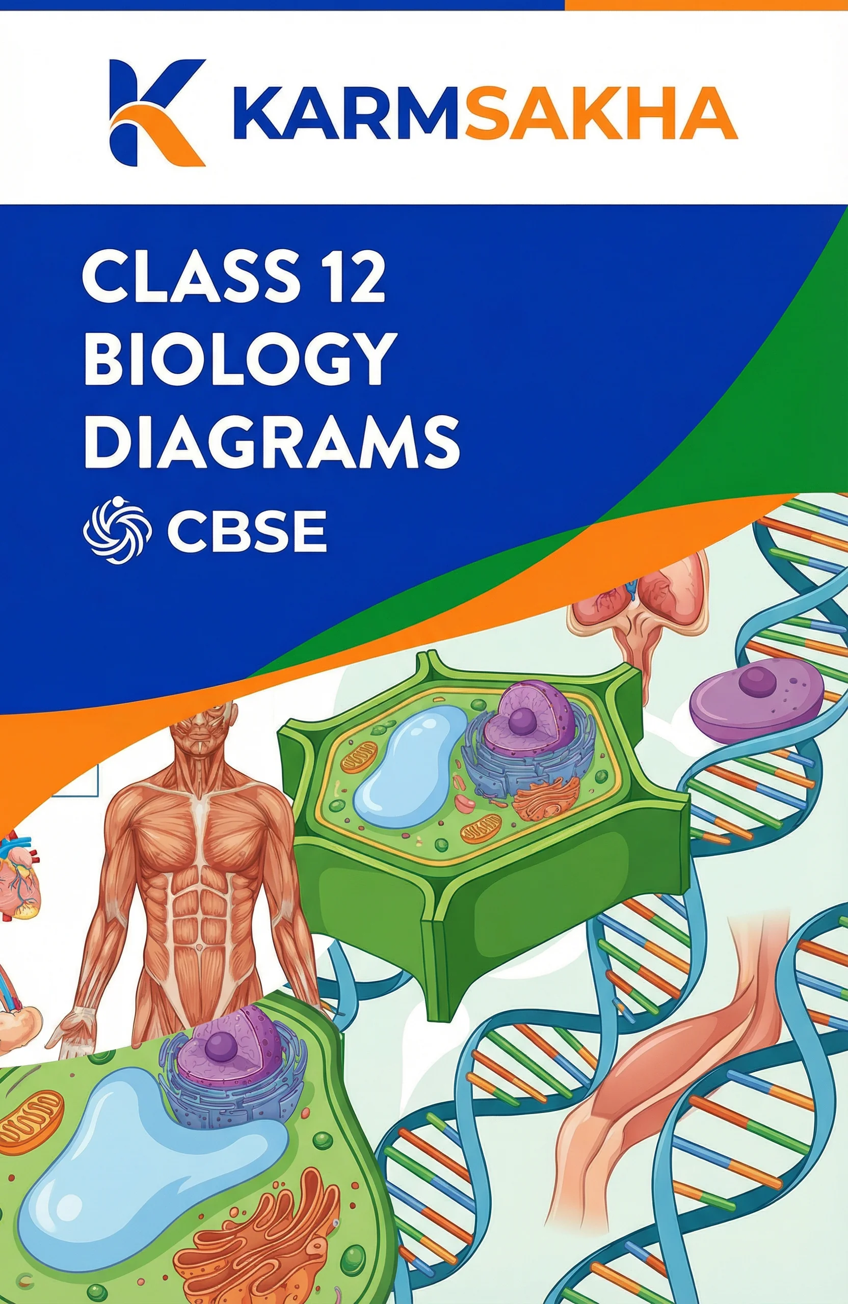 Class 12 Biology Diagrams
